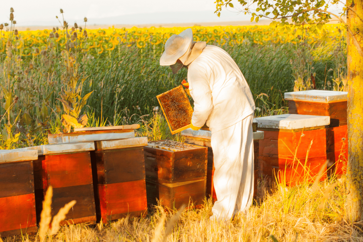 Beekeeping basics and honeybee biology: A complete overview for Beginners