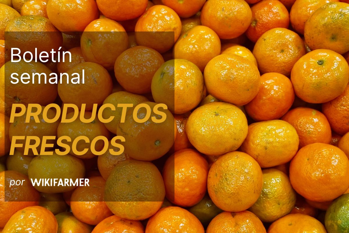 Boletín del mercado de productos frescos: semana 49