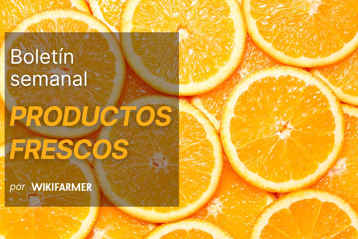 Boletín del mercado de productos frescos: semana 51, 2025