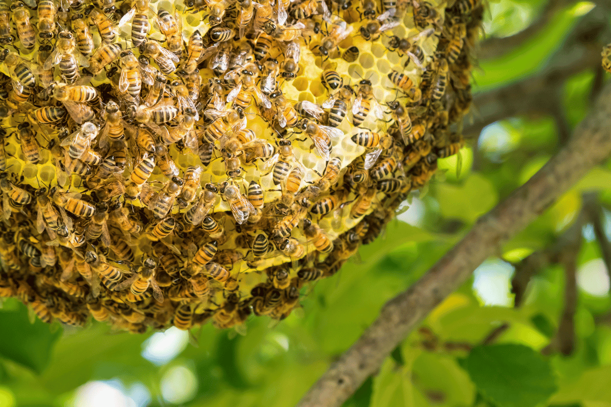 Hive Products and biodiversity: Beyond honeybees