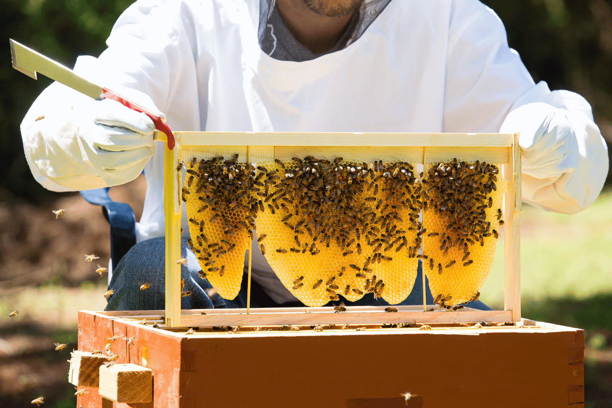 Honeybee diseases and colony health: A comprehensive management guide Honeybee diseases and colony health: A comprehensive management guide