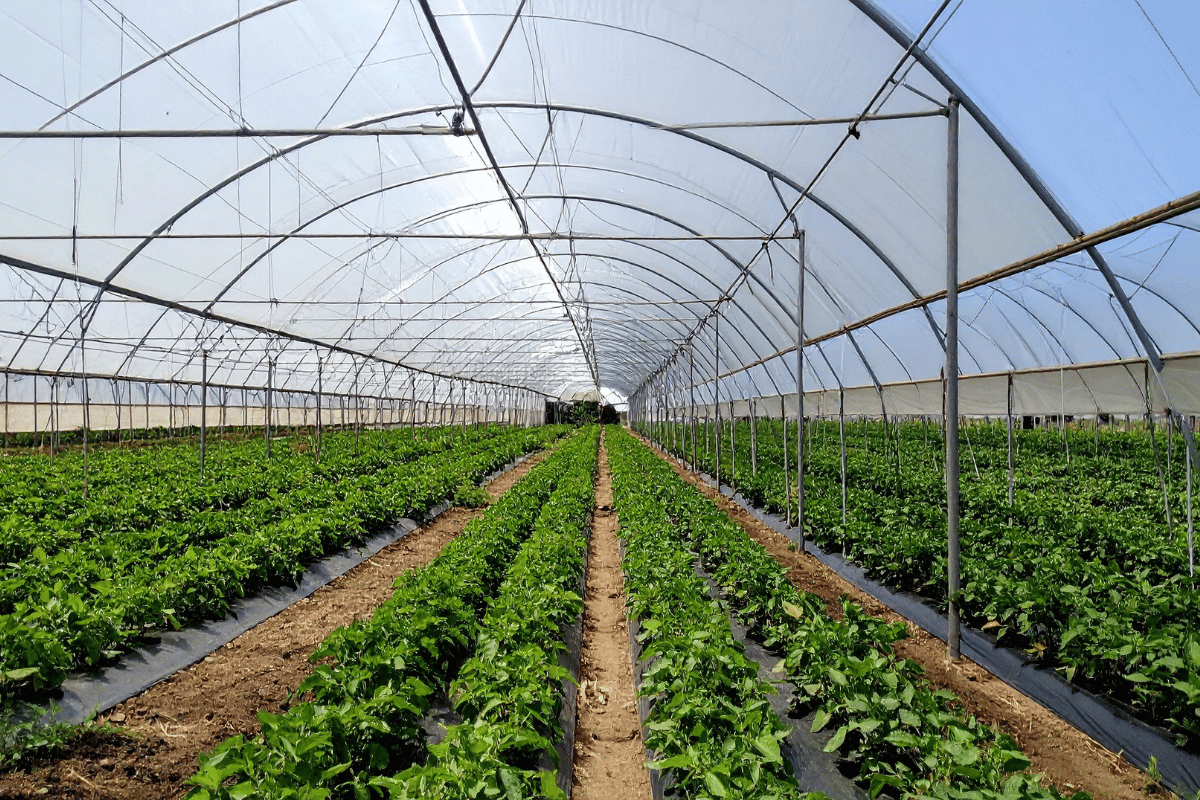 How climate-smart agriculture is advancing agri-food systems in Brazil
