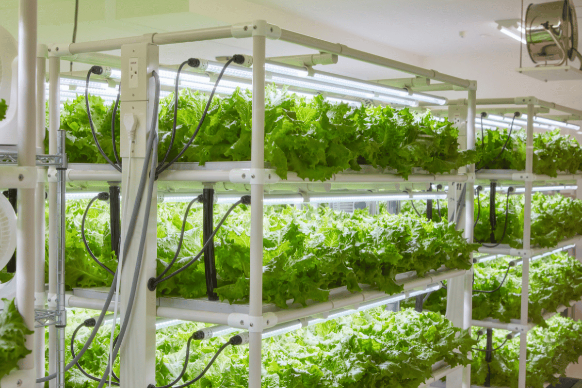 How hydroponics can be harnessed: Modern farming practice for youths in Northern Nigeria