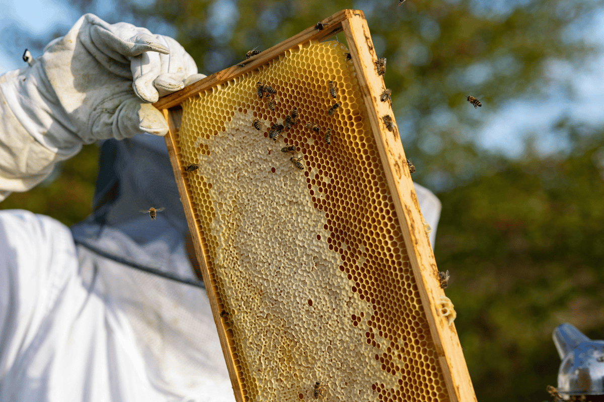 Management of honeybee colonies (Apis mellifera jemenitica) during the summer (dearth) season in the UAE