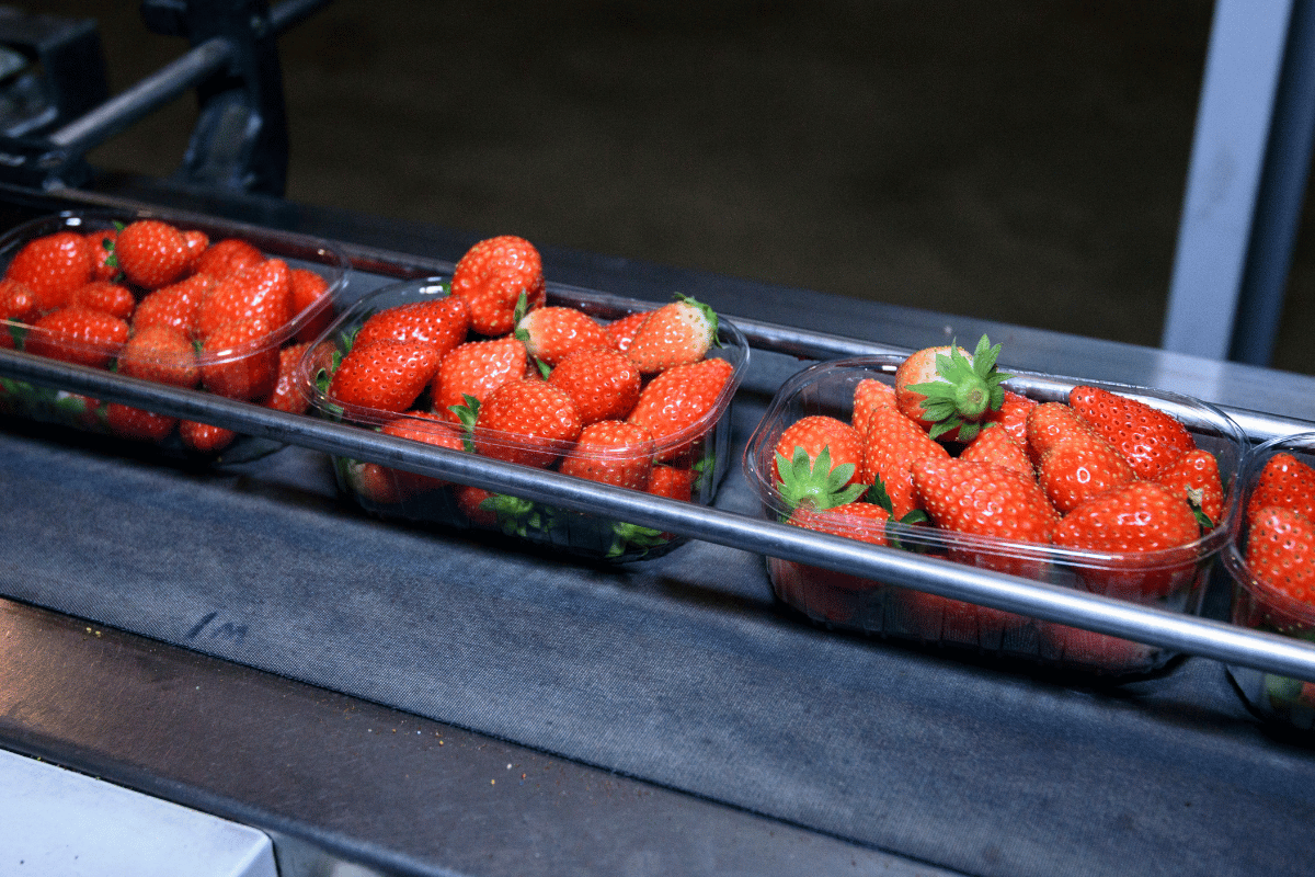 Strawberry quality standards and export insights