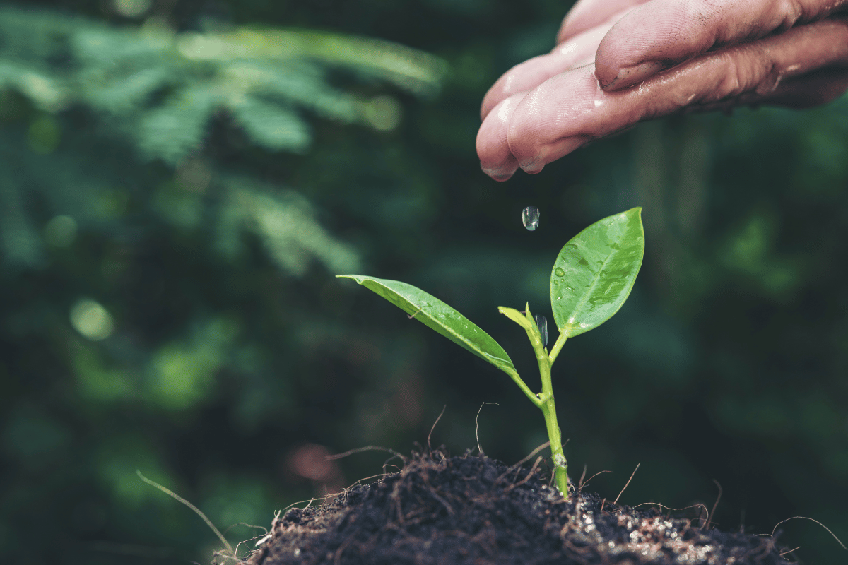 The foundation of life: How soil and water quality shape plant health The foundation of life: How soil and water quality shape plant health