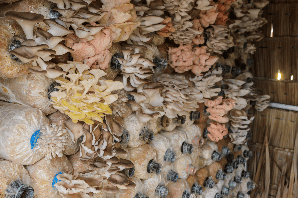 Value-added mushroom products and D2C models for Indian farmers Value-added mushroom products and D2C models for Indian farmers