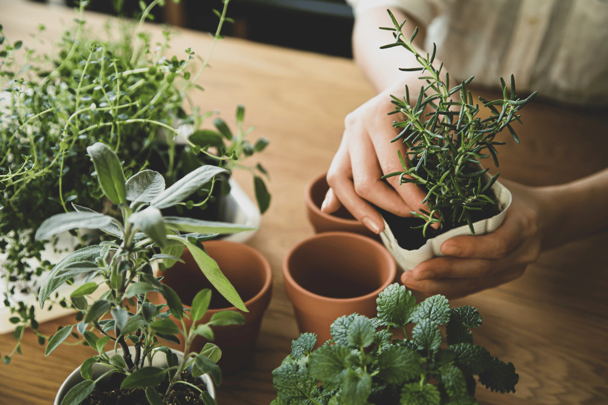 What gardeners often get wrong about container gardening What gardeners often get wrong about container gardening