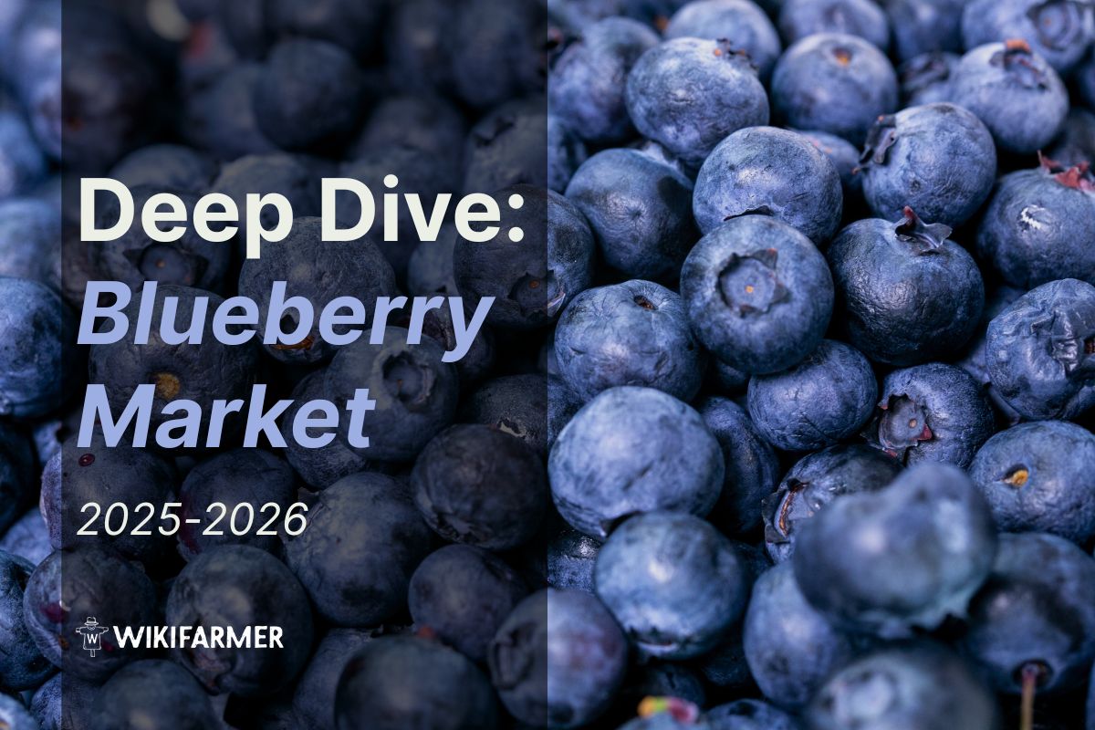 Deep Dive Global Blueberry Market A Deep Dive into the Global Blueberry Market