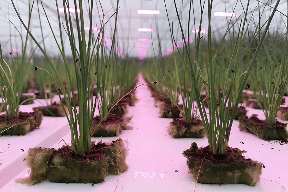 Substrate overview for leafy greens cultivation