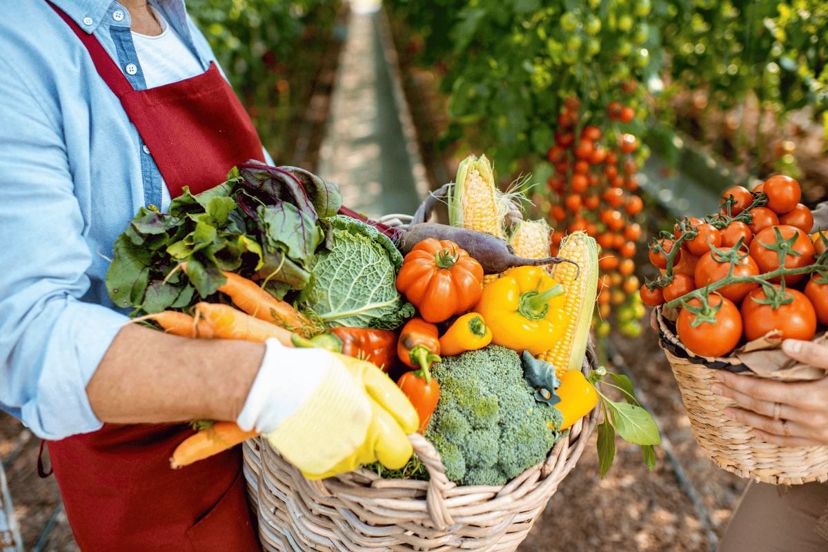 How agriculture can restore nutrient density in modern crops