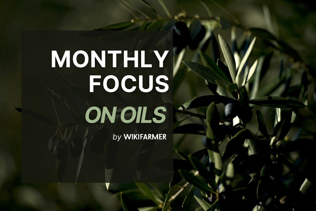 Monthly Focus on Oils: December 2025