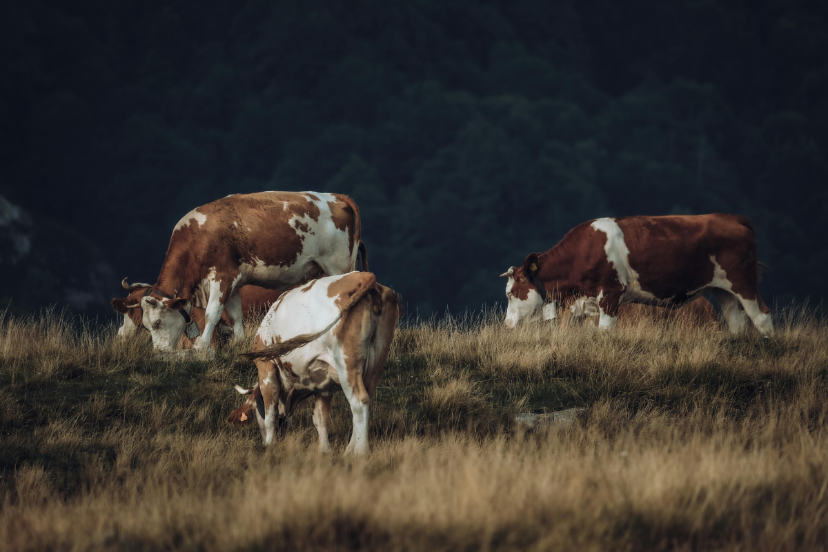 Moving from herd-level to individual-level management in ruminant production systems
