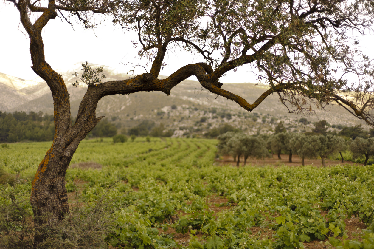 Olive oil season wrap-up Recovery, prices & future outlook Olive oil season wrap-up: Recovery, prices & future outlook