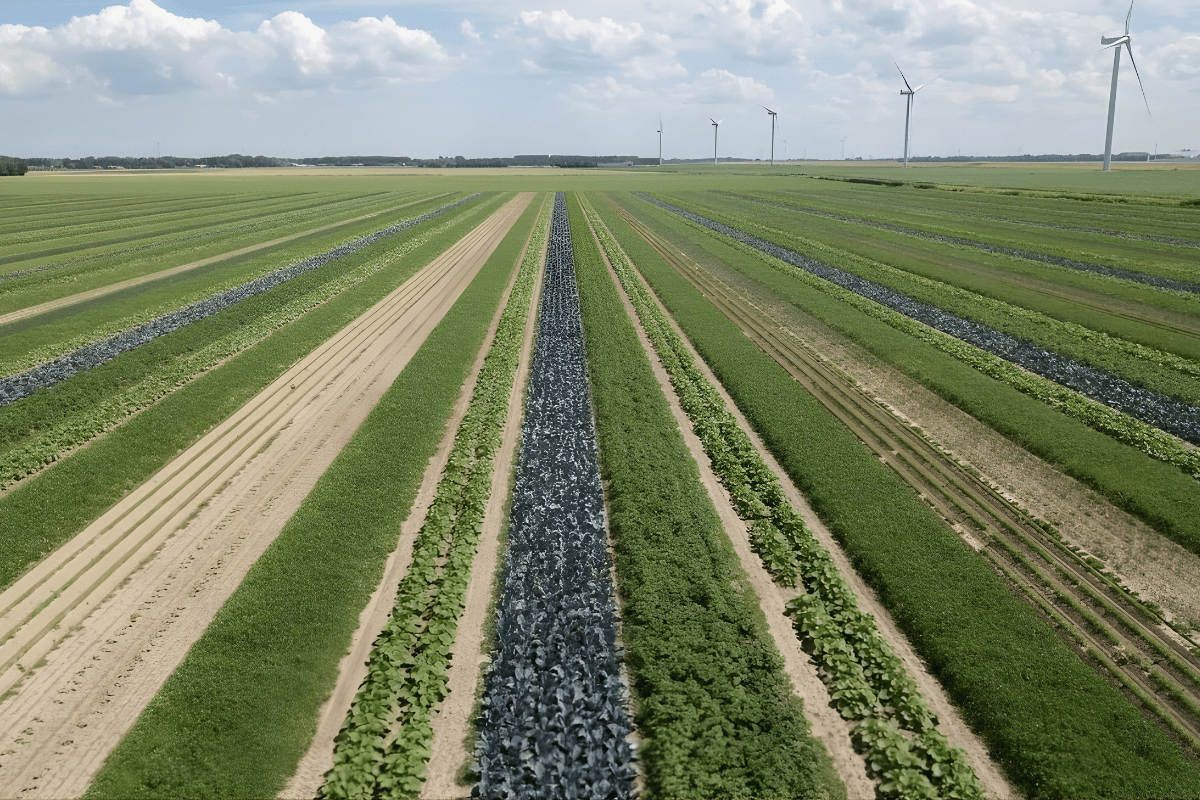 Strip cropping frontrunners in the Netherlands: Why and how are they making the switch