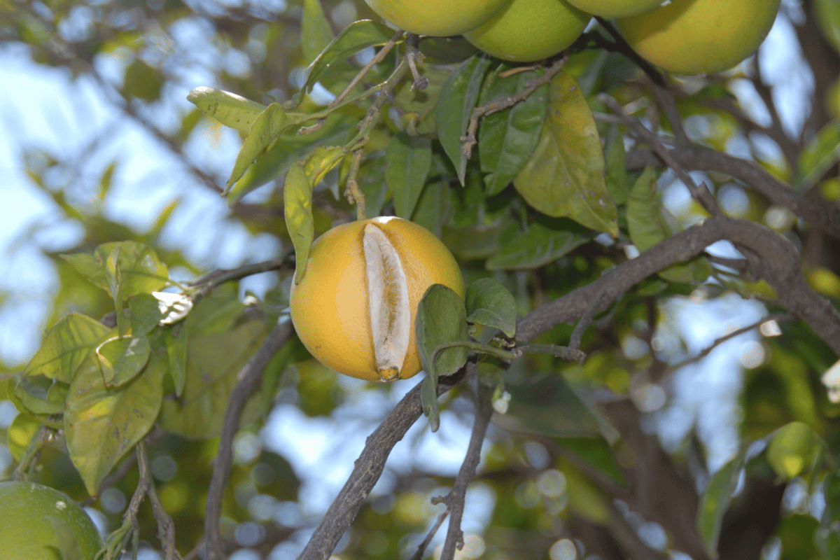 Using precision farming to detect and prevent cracking in orchards