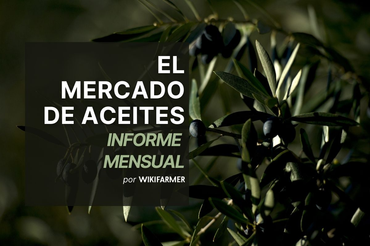 Informe mensual de aceites: diciembre 2025