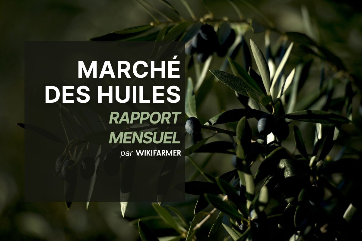 Rapport mensuel sur les huiles : décembre 2025