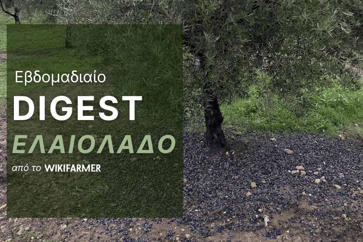 Άνοδος των τιμών του έξτρα παρθένου ελαιόλαδου στην Ισπανία λόγω έντονων βροχοπτώσεων που περιορίζουν τη διαθεσιμότητα Πώς οι βροχοπτώσεις στην Ισπανία επηρεάζουν τις τιμές του ελαιόλαδου