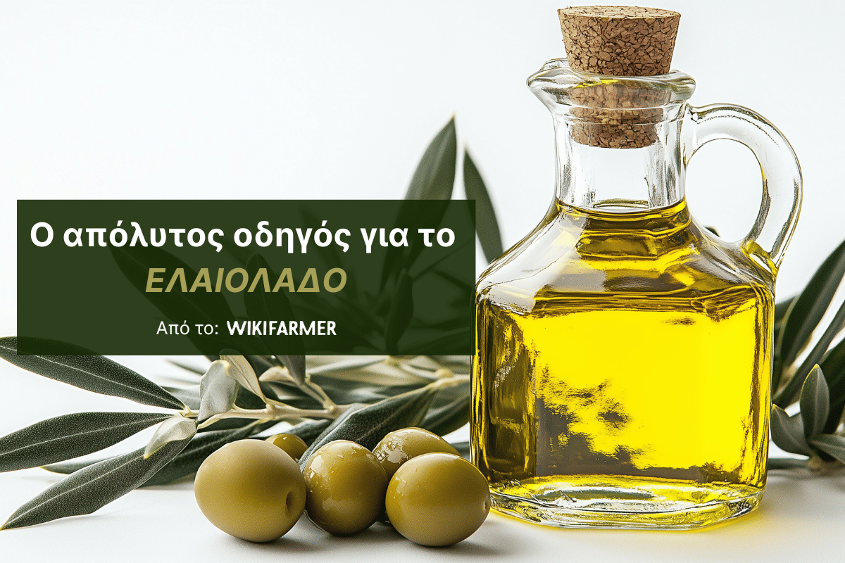 Όσα πρέπει να γνωρίζουμε για το ελαιόλαδο: Kατηγορίες, χρήσεις και αποθήκευση