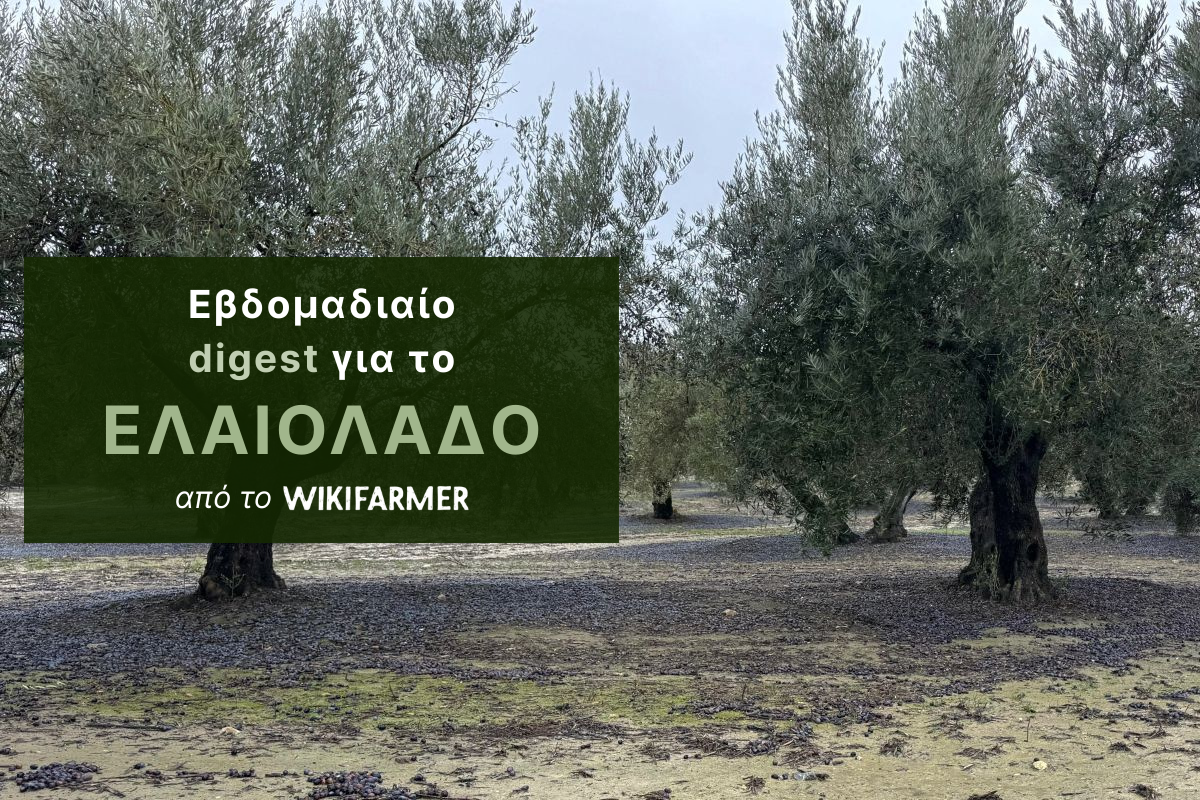 Εννέα μήνες με περιορισμένη προσφορά στο ελαιόλαδο