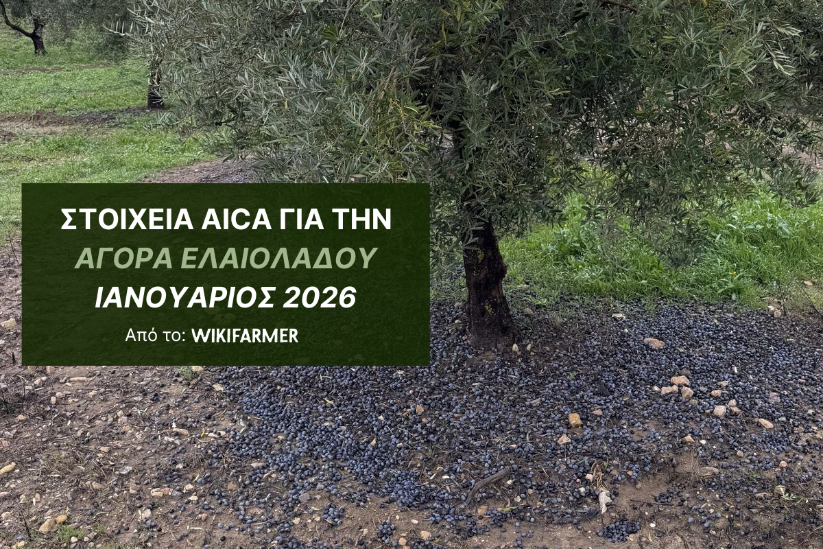 Ιανουάριος 2026 Πτώση παραγωγής ελαιολάδου λόγω κακοκαιρίας Ιανουάριος 2026: Πτώση παραγωγής ελαιολάδου λόγω κακοκαιρίας
