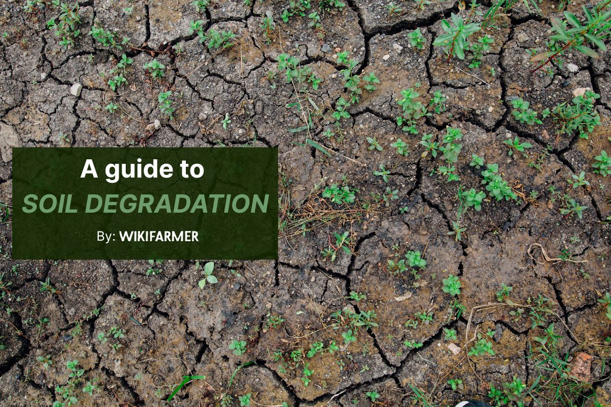 What is soil degradation?