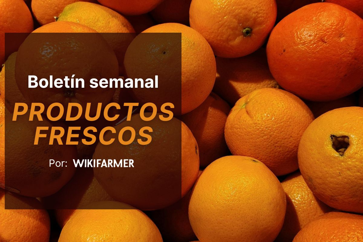 Boletín semanal de productos frescos de Wikifarmer Las naranjas Navel alcanzan el precio mínimo y las mandarinas tardías suben en los mercados mayoristas de la UE