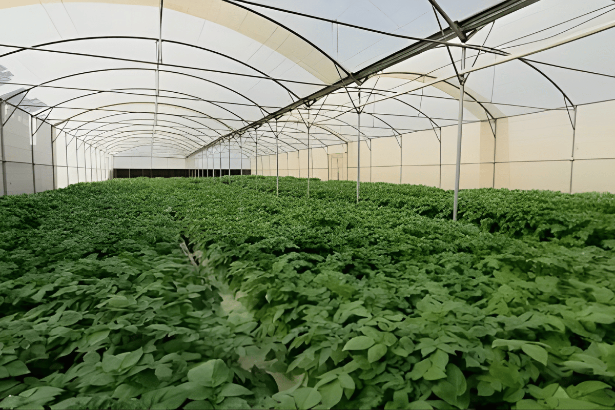 From lettuce to potato seeds: A hydroponic farming journey in Yemen