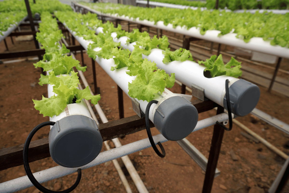 How hydroponic systems improve water efficiency in water-scarce regions