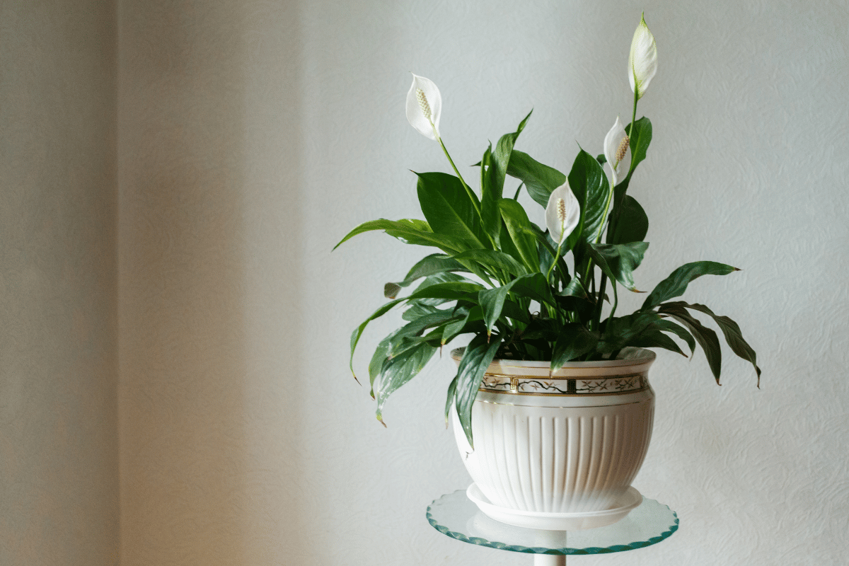 How to grow and care for peace lilies indoors How to grow and care for peace lilies indoors