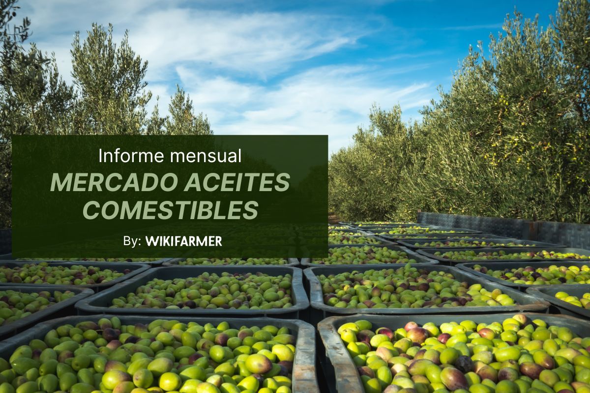 Informe mensual mercado aceites comestibles Mercado de aceites comestibles: tensión en el aceite de oliva español, Marruecos recupera producción y auge del aceite de aguacate