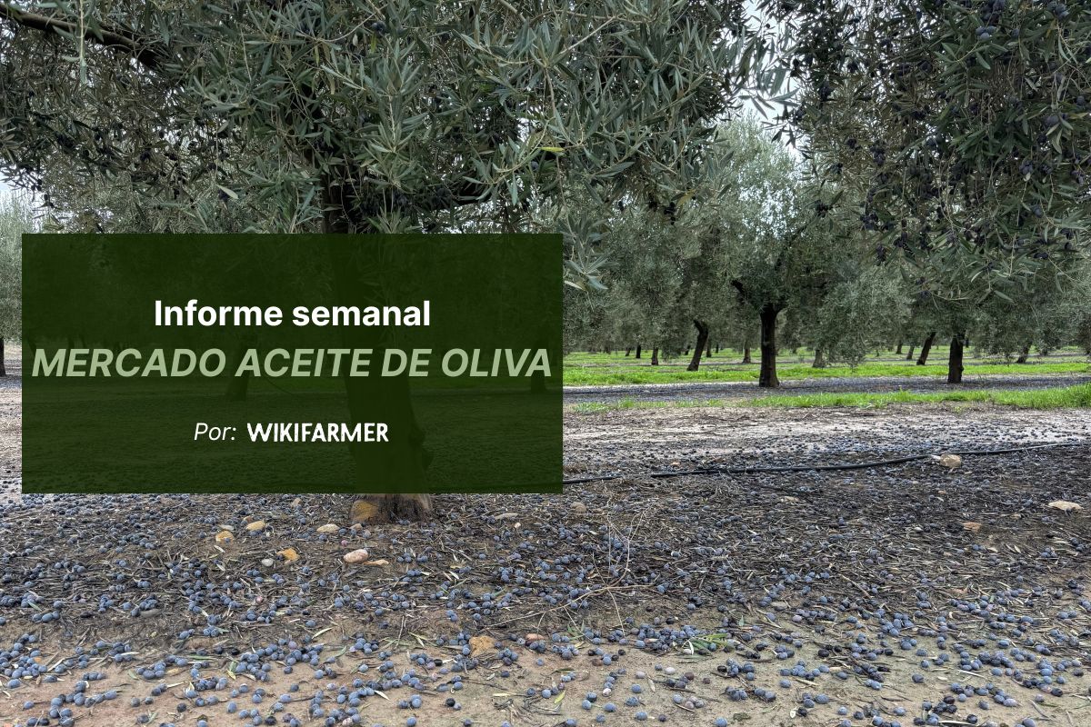 Informe semanal del mercado de aceite de oliva Los precios del AOVE mediterráneo siguen al alza ante la escasez de alta calidad