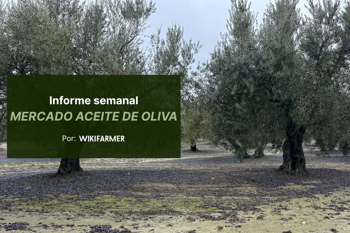 Borrascas y escasez tensionan el mercado del aceite de oliva y empujan los precios al alza