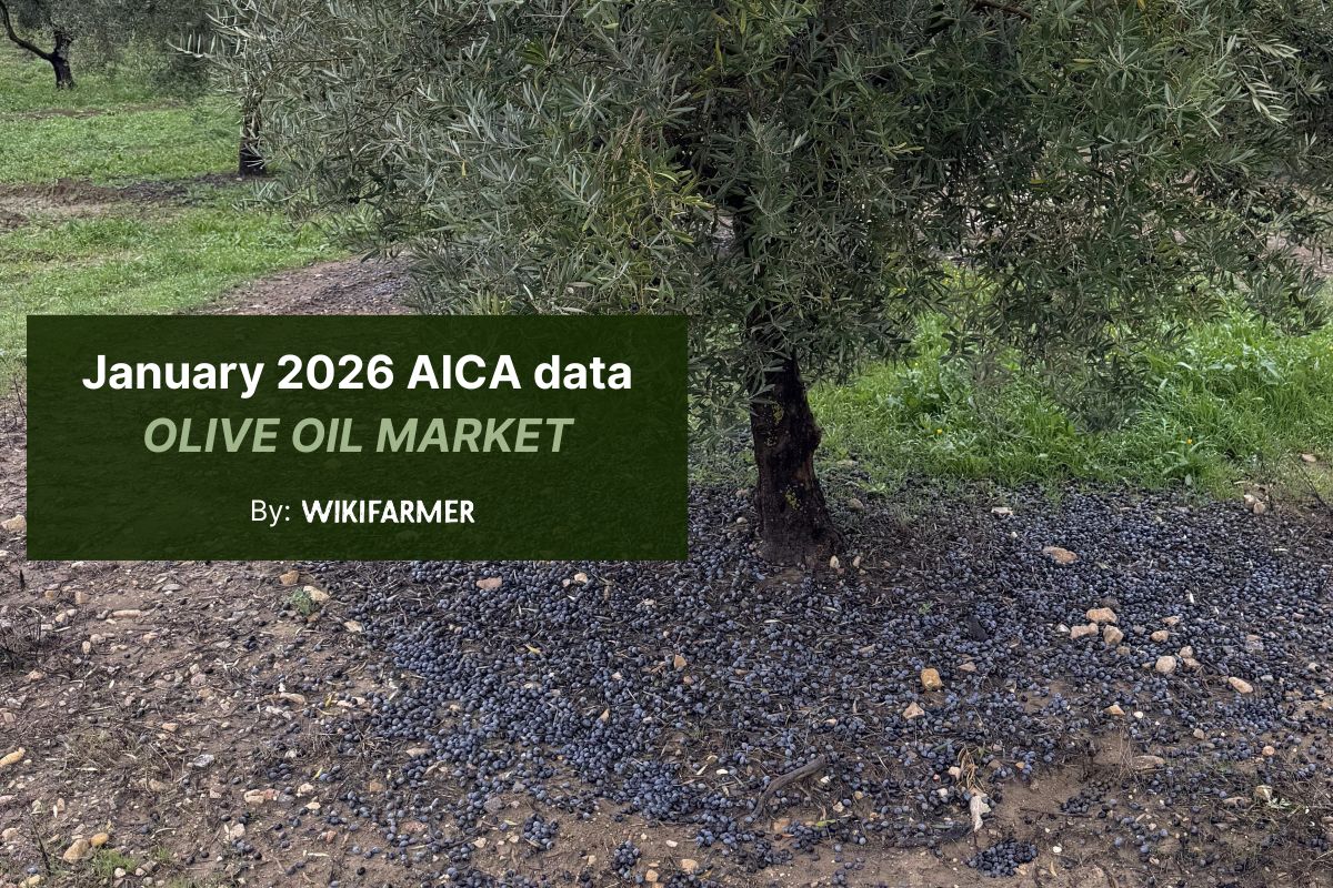 January 2026 AICA data olive oil market January AICA data shows olive oil production plummets amid severe weather