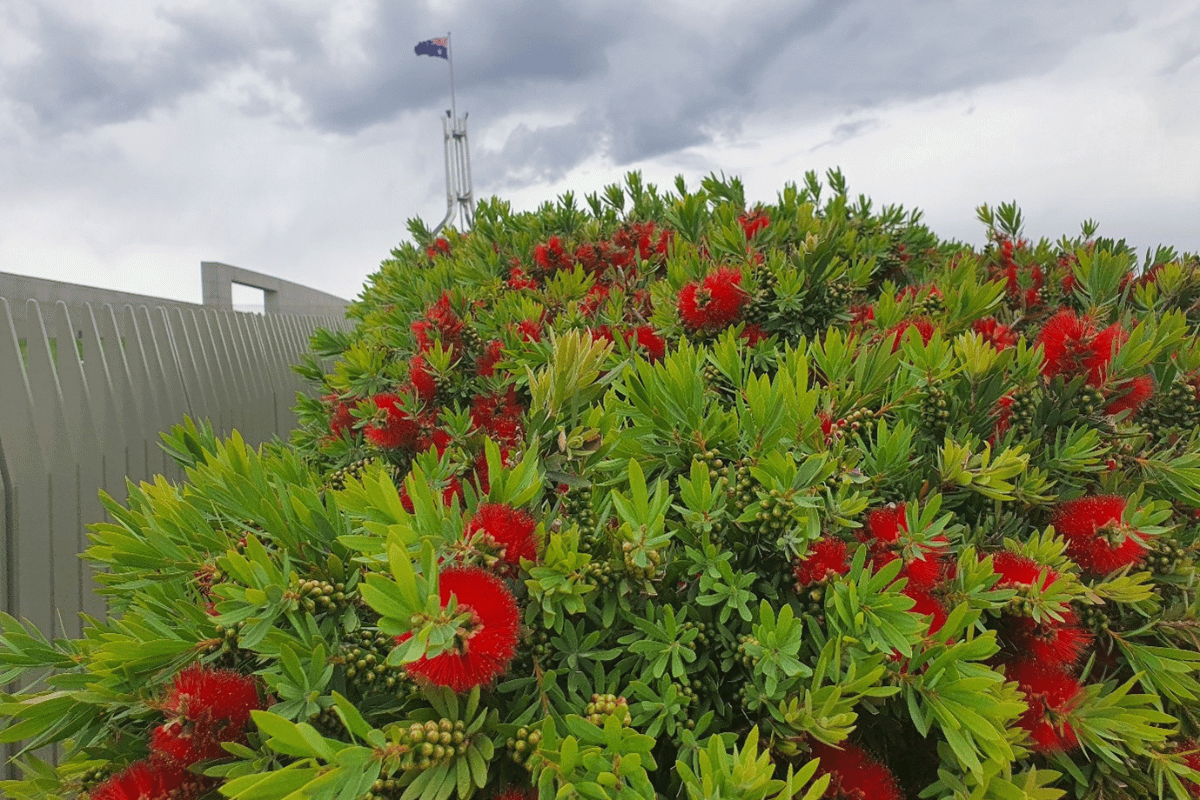 Pollinator highways and habitat islands that make cities bee-friendly