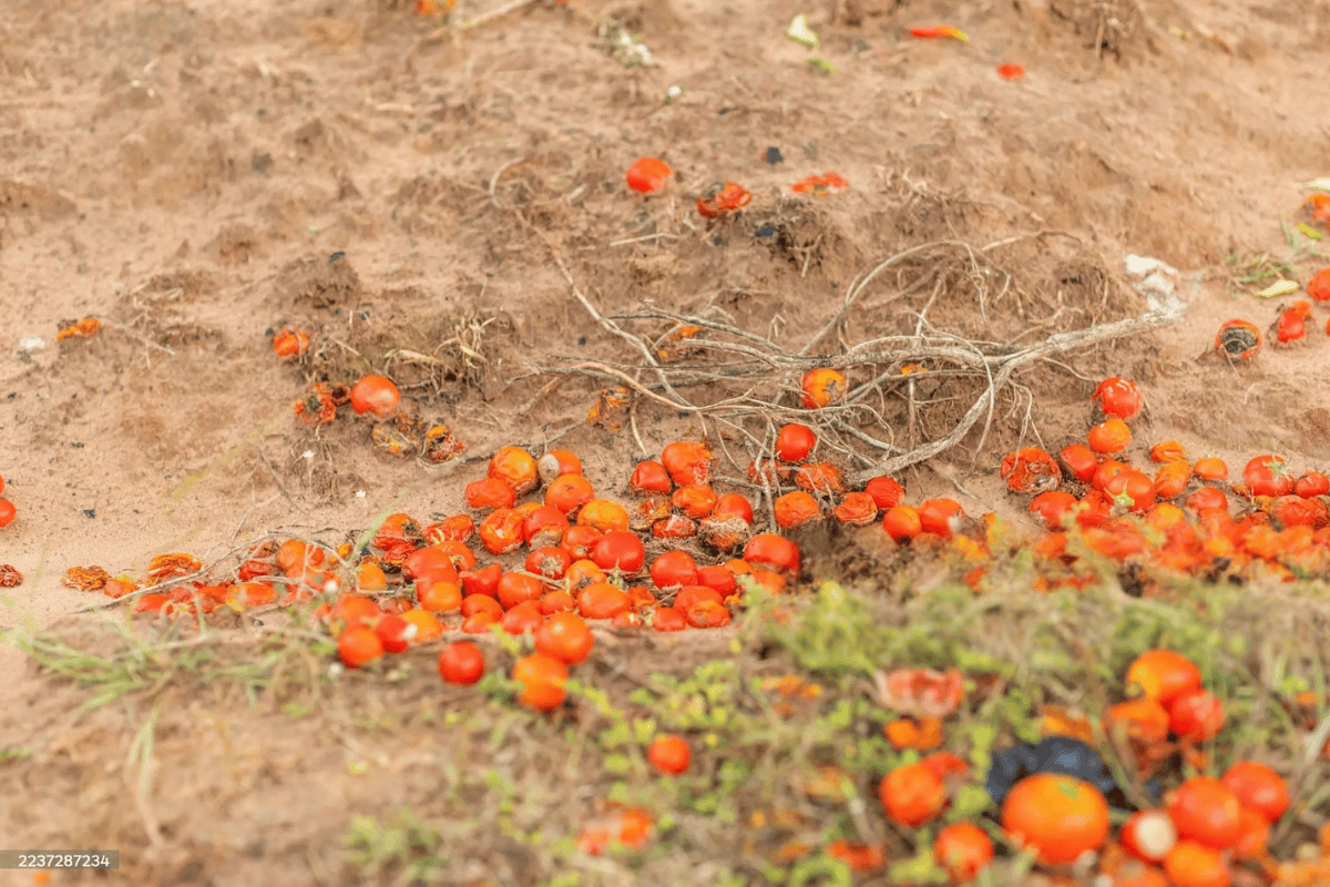 Post-harvest loss and waste in agriculture Post-harvest loss and waste in agriculture: Causes, impacts, and practical solutions for farmers