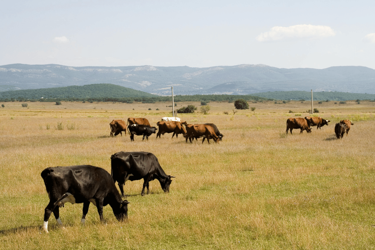The feed vs food debate and its implications for food security The feed vs food debate and its implications for food security