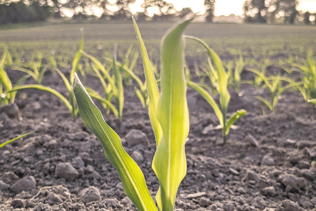 This spring will test European farmers under the warmest outlook in years
