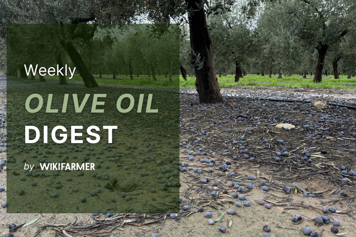 Olive oil prices in Spain rise as heavy rains tighten EVOO supply