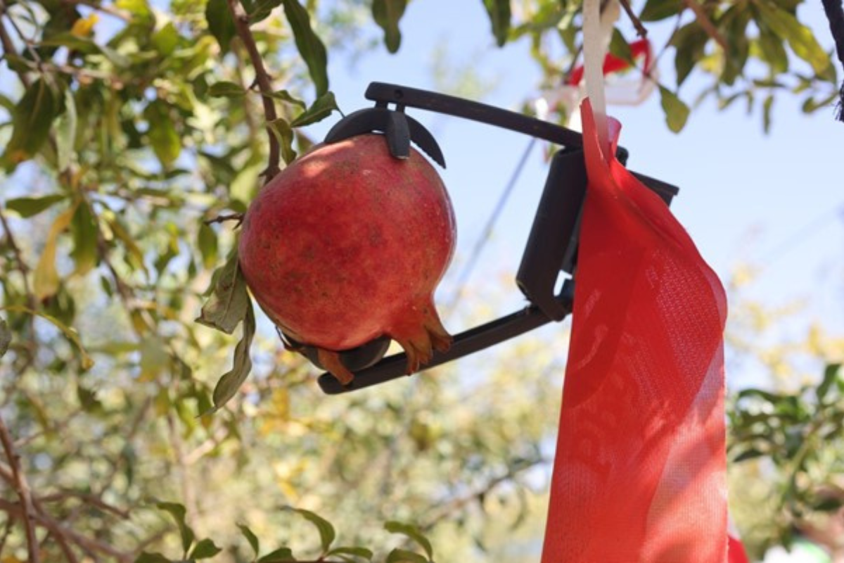 What makes fruit crack under field conditions