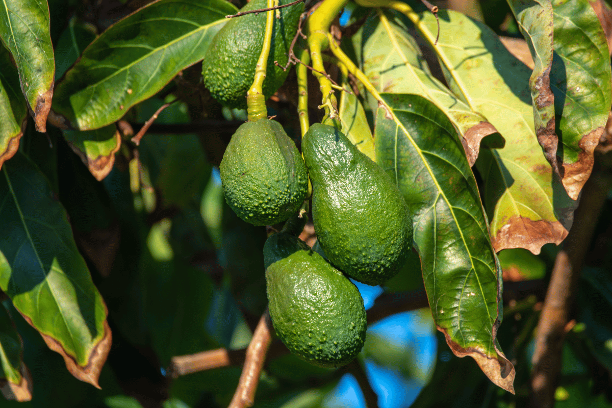 Why cadmium now matters for Peru’s agro-export growth Why cadmium now matters for Peru’s agro-export growth