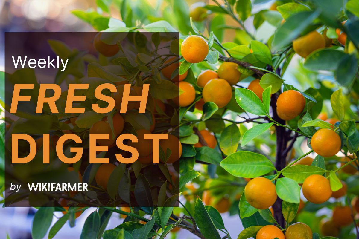 Wikifarmer Weekly Fresh Market Digest Late-season Spanish oranges surge in EU wholesale fruit market as early citrus clears