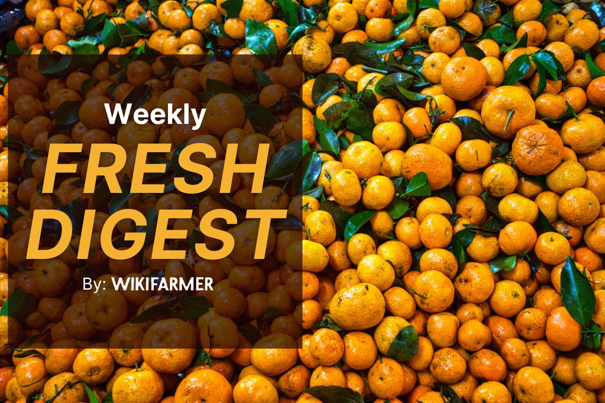 Wikifarmer weekly fresh fruit wholesale market update Spanish citrus transition triggers price volatility in EU wholesale markets