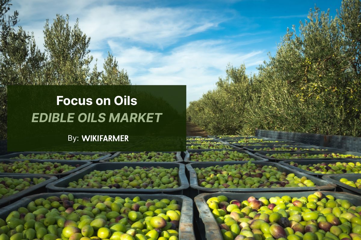 Wikifarmer focus on oils, edible oil market Global edible oils update: Spanish olive oil tight, Morocco rebounds, avocado oil gains momentum