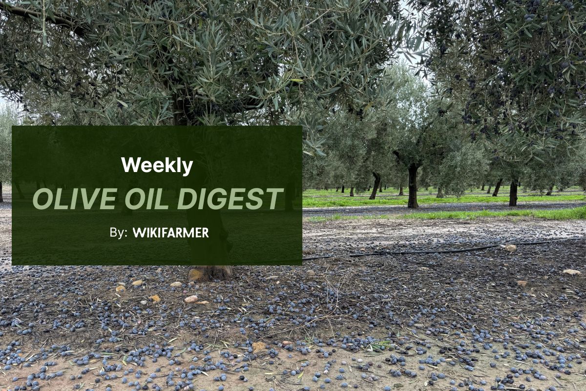 Wikifarmer weekly olive oil digest Mediterranean EVOO prices continue rising amid tight high-quality supply