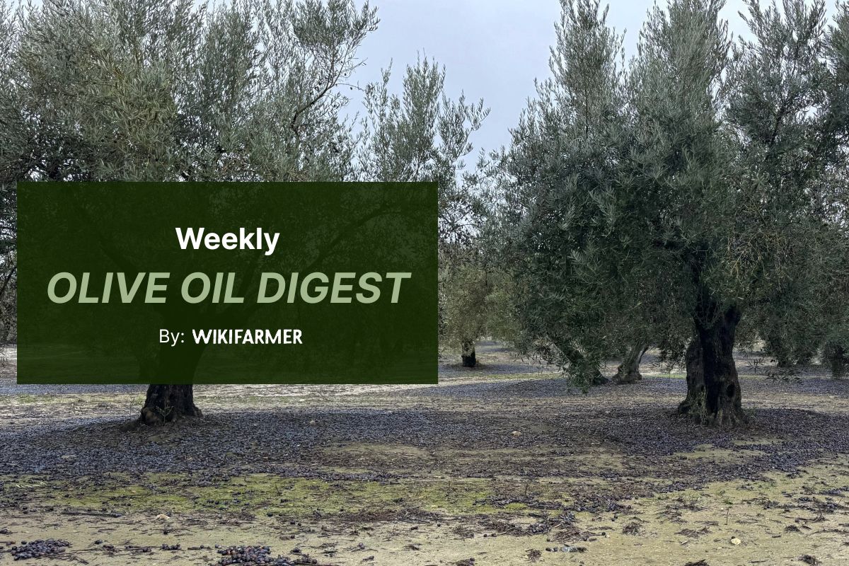 Rains and low supply drive olive oil market tension, prices rise