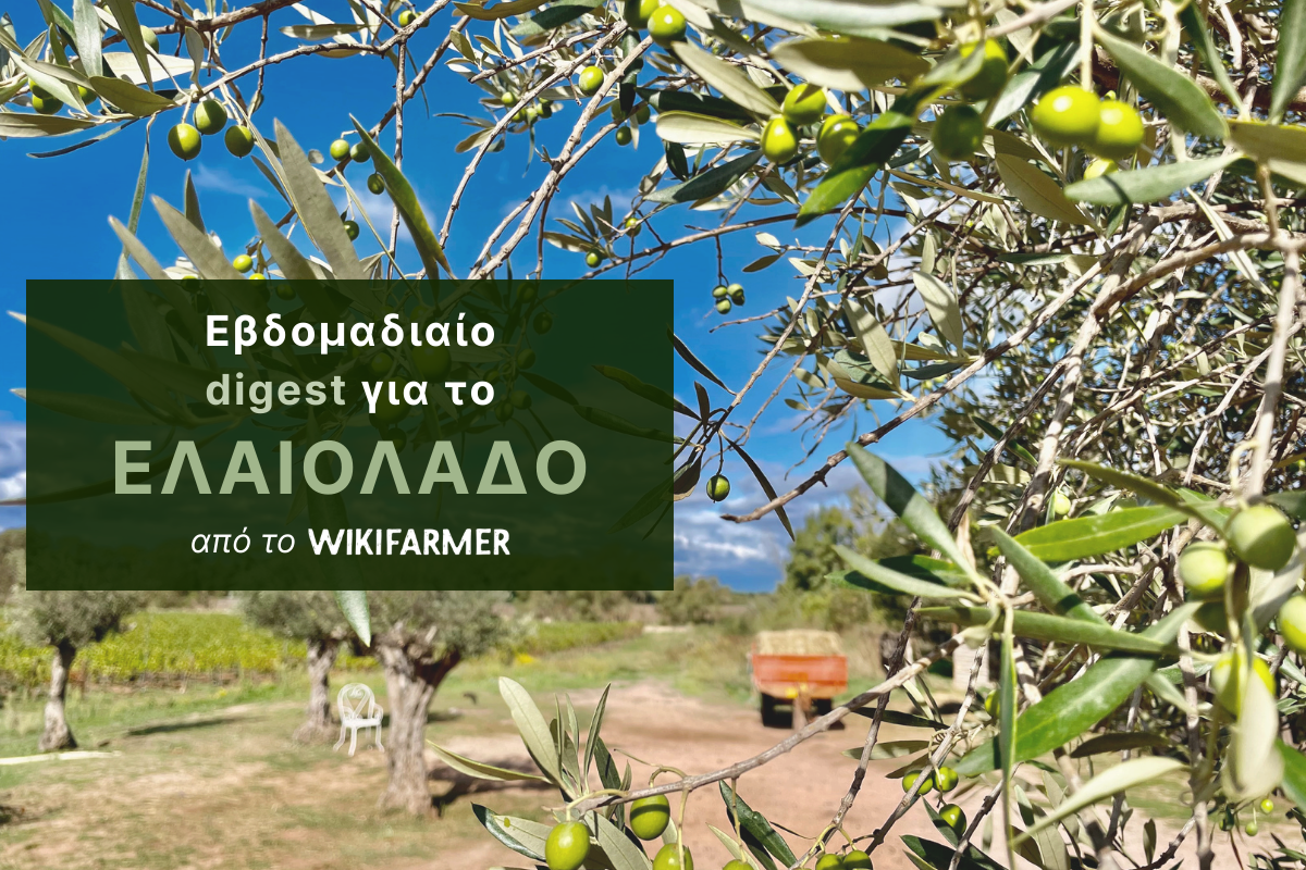 Η αγορά ελαιολάδου δείχνει σημάδια ανάκαμψης, υποχωρούν οι τιμές στο έξτρα παρθένο