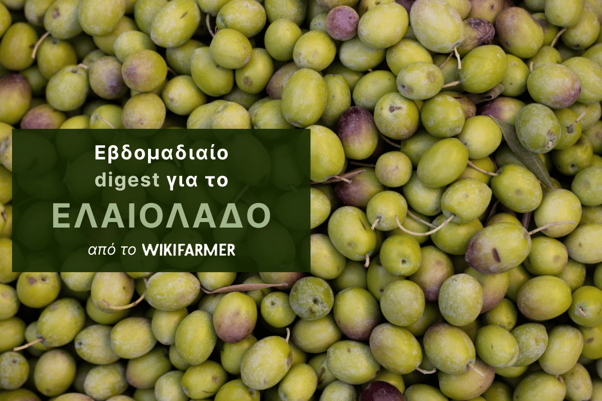 Ισπανία προς τα 1,2 εκατ. τόνους ελαιολάδου – Η αγορά στα φυτικά έλαια