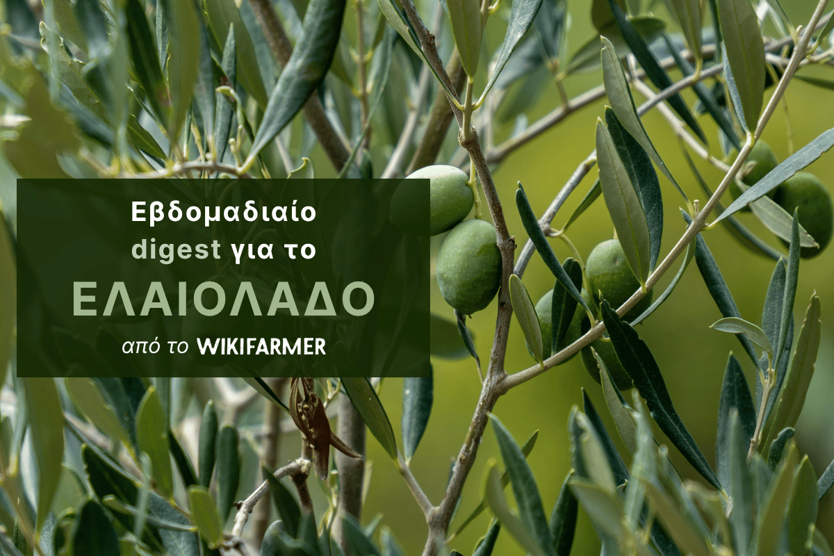 Πτώση στη δραστηριότητα της αγοράς ελαιολάδου πριν το Πάσχα Η αγορά ελαιολάδου σε φάση αναμονής πριν το Πάσχα